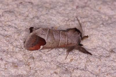 <i>Clostera curtula</i>