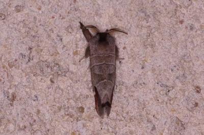 <i>Clostera curtula</i>