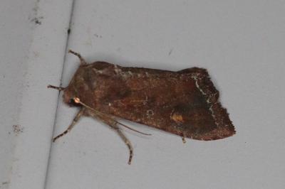 <i>Lacanobia oleracea</i>