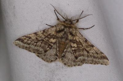 <i>Lycia hirtaria</i>