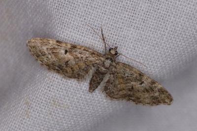 <i>Eupithecia abbreviata</i>