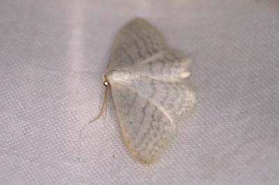 <i>Idaea subsericeata</i>