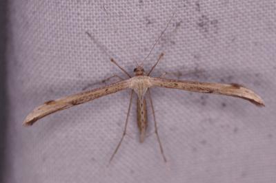 <i>Emmelina monodactyla</i>