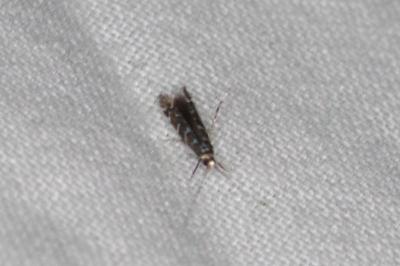 <i>Parectopa ononidis</i>