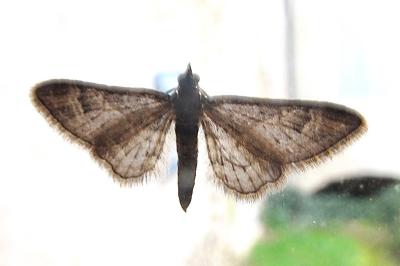 <i>Gymnoscelis rufifasciata</i>