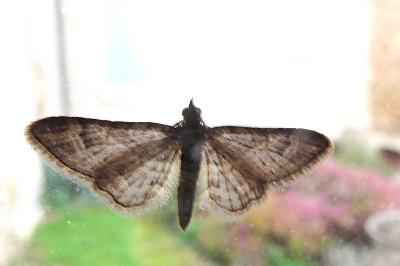 <i>Gymnoscelis rufifasciata</i>