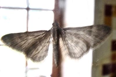 <i>Gymnoscelis rufifasciata</i>