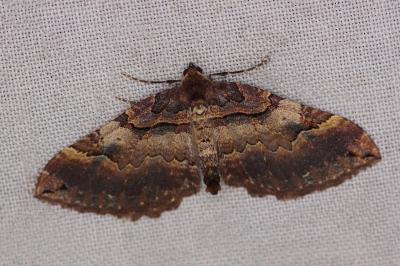 <i>Earophila badiata</i>