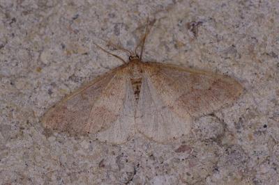 <i>Phigaliohybernia marginaria</i>