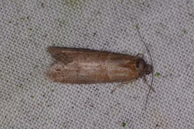 <i>Tortricodes alternella</i>