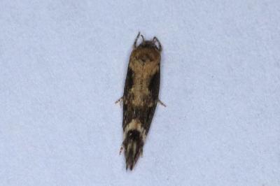 <i>Mompha</i>