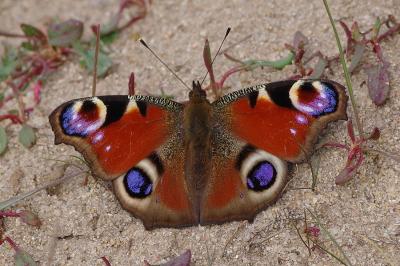 <i>Aglais io</i>