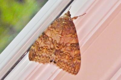 <i>Catocala nupta</i>
