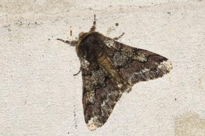 <i>Biston strataria</i>