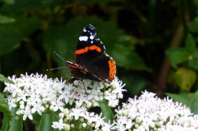<i>Vanessa atalanta</i>