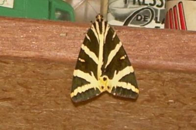 <i>Euplagia quadripunctaria</i>