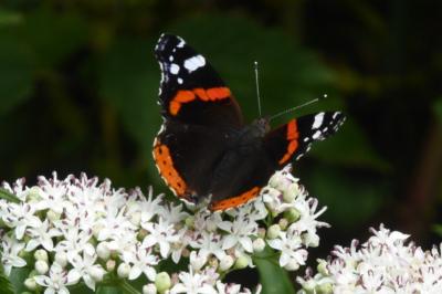 <i>Vanessa atalanta</i>