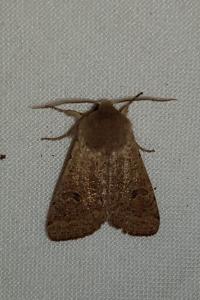 <i>Orthosia cruda</i>