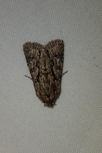 <i>Xylocampa areola</i>