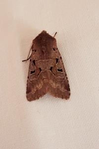 <i>Orthosia gothica</i>