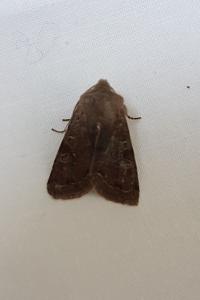 <i>Orthosia incerta</i>