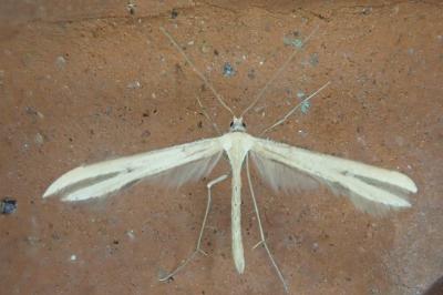 <i>Emmelina</i>