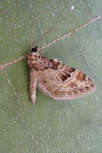 <i>Gymnoscelis rufifasciata</i>
