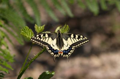 <i>Papilio machaon</i>