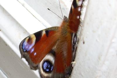 <i>Aglais io</i>