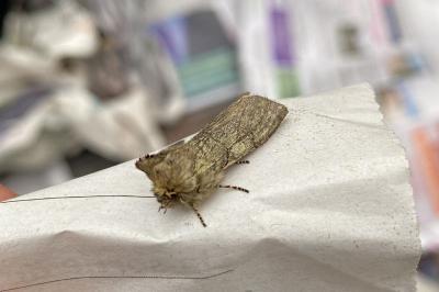 <i>Achlya flavicornis</i>