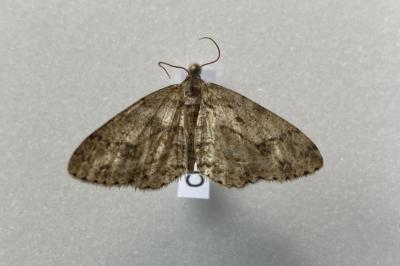 <i>Ectropis crepuscularia</i>