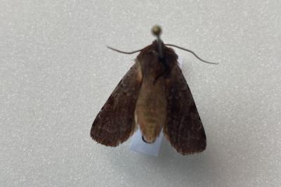 <i>Cerastis rubricosa</i>