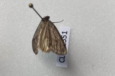 <i>Pachycnemia hippocastanaria</i>
