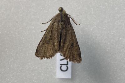 <i>Orthosia cruda</i>
