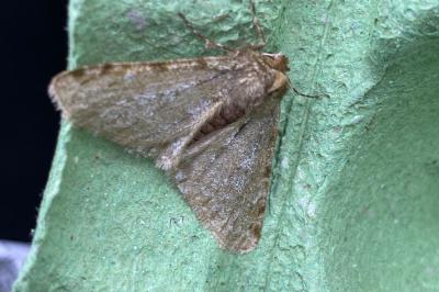 <i>Phigalia pilosaria</i>