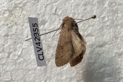 <i>Orthosia cerasi</i>