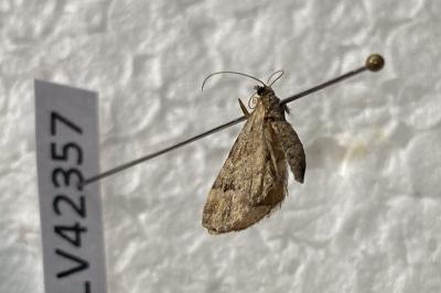 <i>Eupithecia abbreviata</i>