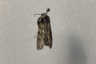 <i>Xylocampa areola</i>