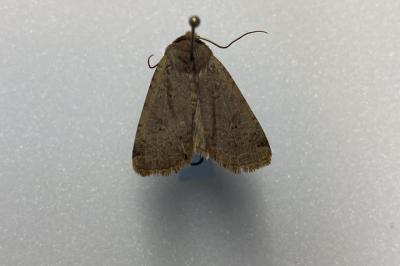 <i>Conistra erythrocephala</i>
