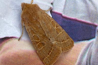 <i>Orthosia cerasi</i>