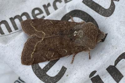 <i>Orthosia incerta</i>