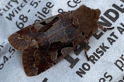 <i>Orthosia gothica</i>