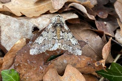 <i>Biston strataria</i>