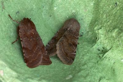 <i>Orthosia incerta</i>