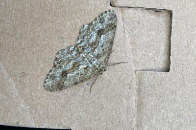 <i>Ectropis crepuscularia</i>