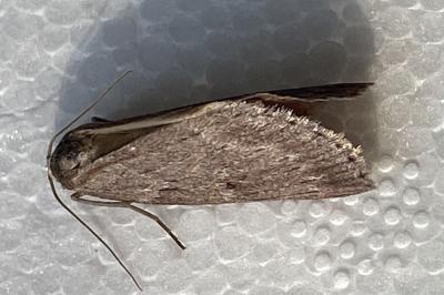 <i>Pachycnemia hippocastanaria</i>