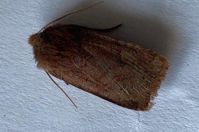 <i>Conistra ligula</i>