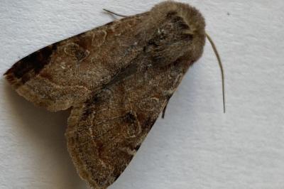 <i>Orthosia incerta</i>