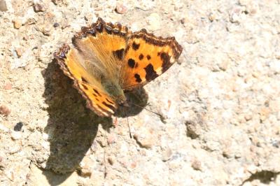 <i>Nymphalis polychloros</i>