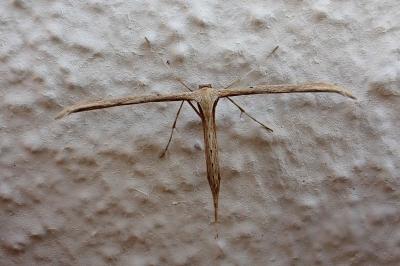 <i>Emmelina monodactyla</i>